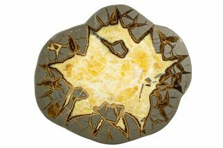 Polished Septarian Slab - Utah #338241