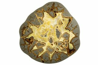 Polished Septarian Slab - Utah #338243