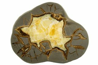 Polished Septarian Slab - Utah #338214