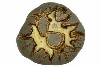 Polished Septarian Slab - Utah #338226