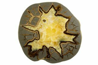 Polished Septarian Slab - Utah #338234