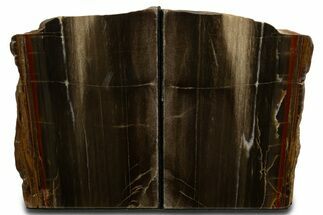 Tall Colorful Petrified Wood Bookends - Circle Cliffs, Utah #338264