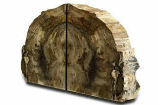 Tall Colorful Petrified Wood Bookends - Washington #338268