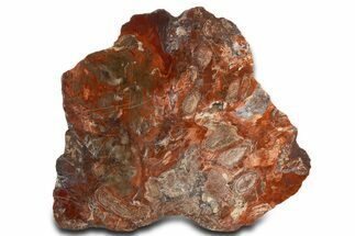 Vibrant Petrified Wood (Araucaria) Slab w/ Fungal Rot - Arizona #338289