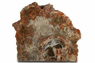 Petrified Wood (Araucaria) Stand-Up With Fungal Rot - Arizona #338293