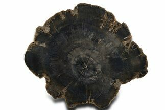 Charcoal-Black Polished Petrified Wood Round - Arizona #338297