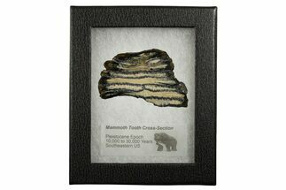 Mammoth Molar Slice With Case - South Carolina #337706