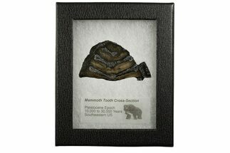 Mammoth Molar Slice With Case - South Carolina #337730