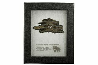 Mammoth Molar Slice With Case - South Carolina #337738