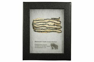 Mammoth Molar Slice With Case - South Carolina #337705
