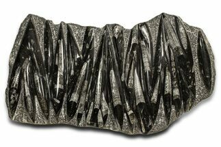 Polished Fossil Orthoceras (Cephalopod) Plate - Morocco #338342