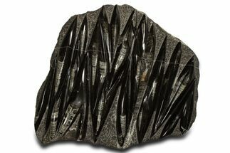 Polished Fossil Orthoceras (Cephalopod) Plate - Morocco #338380