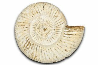 Jurassic Ammonite (Perisphinctes) Fossil - Madagascar #337690