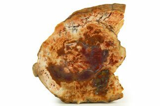 Polished Petrified Wood (Araucarioxylon) - Arizona #338410