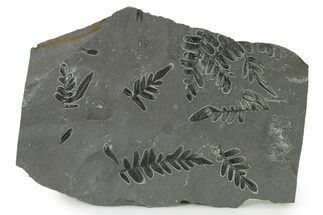 Carboniferous Fossil Fern (Odontopteris) Plate - France #338454