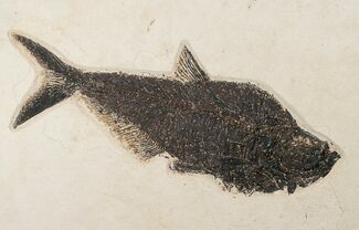 Diplomystus Fossil Fish - Wall Mountable (Free US Shipping) #17990