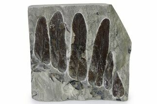 Carboniferous Fossil Fern (Neuropteris) Plate - France #338477