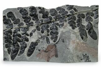 Carboniferous Fossil Fern (Odontopteris) - France #338490