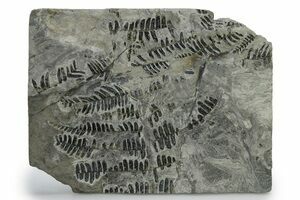 Large Neuropteris Seed Fern Leaf - Mazon Creek (#5730) For Sale