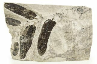 Carboniferous Fossil Fern (Neuropteris) Plate - France #338430