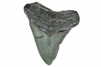 Serrated, Juvenile Megalodon Tooth - North Carolina #338511