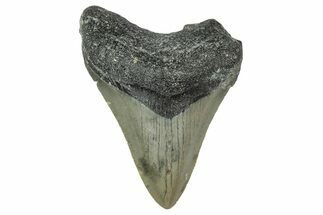 Serrated, Juvenile Megalodon Tooth - North Carolina #338515