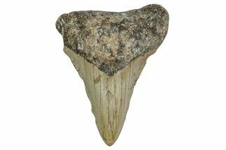 Fossil Megalodon Tooth - North Carolina #338523