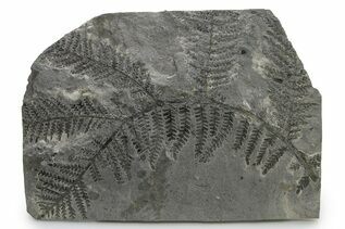 Plant Fossils For Sale