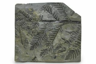 Plant Fossils For Sale