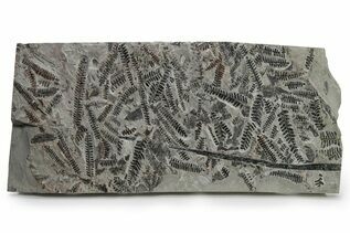 Plant Fossils For Sale