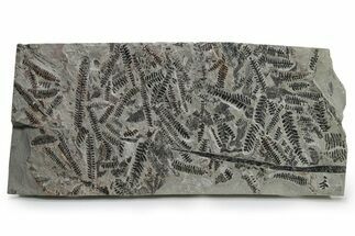 Carboniferous Fossil Fern (Pecopteris) Frond Plate - France #338625