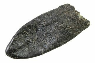 Robust, Fossil Camarasaurus Tooth Crown - Colorado #338644