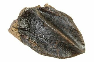 Beastly, Unworn Fossil Dinosaur (Triceratops) Crown - Montana #338648