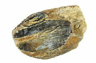 Fossil Dinosaur (Triceratops) Tooth Crown - Montana #338653