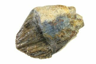 Juvenile Fossil Dinosaur (Triceratops) Tooth - Montana #338656