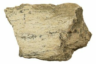 Dinosaur (Triceratops) Frill Shield Section - Montana #338858