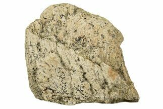 Dinosaur (Triceratops) Frill Shield Section - Montana #338864