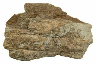 Dinosaur (Triceratops) Frill Shield Section - Montana #338866