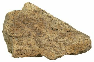 Dinosaur (Triceratops) Frill Shield Section - Montana #338867
