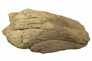 Dinosaur (Triceratops) Frill Shield Section - Montana #338912