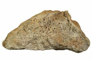 Dinosaur (Triceratops) Frill Shield Section - Montana #338915