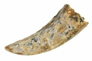 Fossil Tyrannosaur (Nanotyrannus) Tooth - Montana #338821