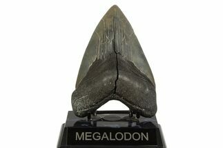 Fossil Megalodon Tooth From Georgia - Repaired #338612