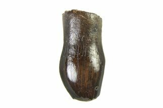 Cretaceous Fossil Dinosaur (Thescelosaurus) Tooth - Montana #338860