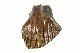 Cretaceous Fossil Dinosaur (Thescelosaurus) Tooth - Montana #338868