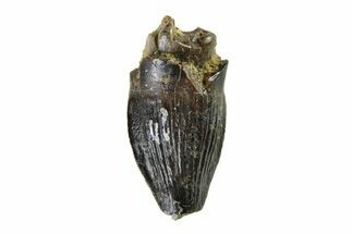 Fossil Dinosaur (Thescelosaurus) Premax Tooth - Montana #338876