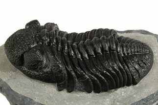 Prone Phacopid (Drotops) Trilobite - Mrakib, Morocco #338995