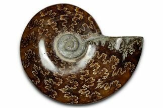 Polished Ammonite (Cleoniceras) Fossil - Madagascar #339155