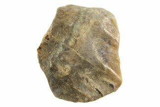 Fossil Pachycephalosaurus Tooth - Montana #338970