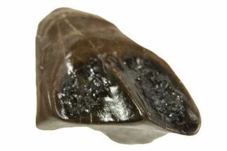 Fossil Dinosaur (Leptoceratops) Shed Tooth - Montana #338976